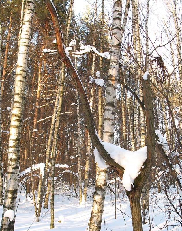 Шушпанчики-4